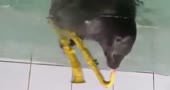460x244