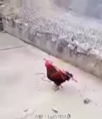 310x360