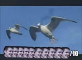 490x360