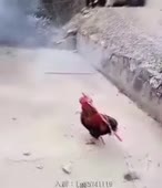 310x360