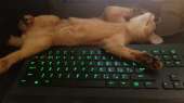 1280x720