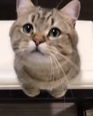 480x600