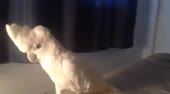400x222