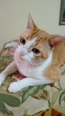 406x720