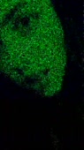 540x960