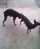 300x360