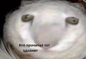 590x403