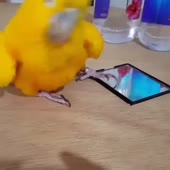 720x720