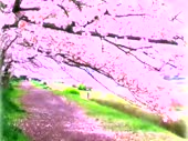 320x240
