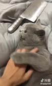 460x754