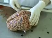 320x240