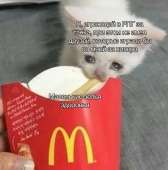 731x736