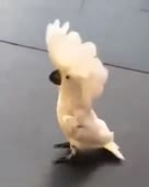288x360