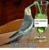 500x513