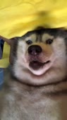 720x1278