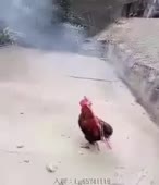 310x360