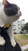 460x816