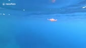 460x258