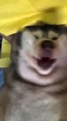 720x1278