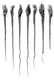 525x783