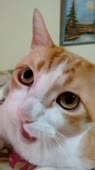 406x720