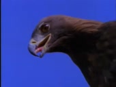 480x360