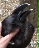 460x574