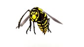 500x281