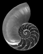 339x424