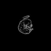 1200x1200