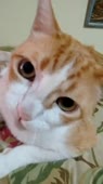 406x720