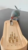 460x816