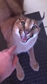 408x720