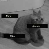 720x720