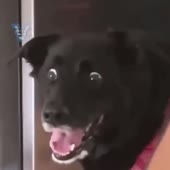 460x460