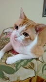 406x720
