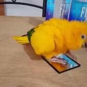 720x720