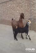 444x640