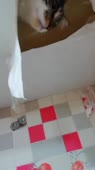 406x720