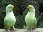 480x360