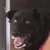 460x460