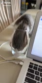 366x720