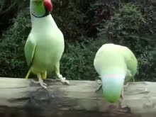 480x360