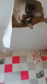 406x720