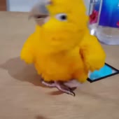 720x720