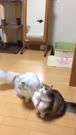 406x720