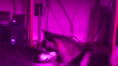 800x450