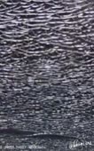226x360