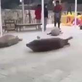 360x360