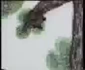 176x144